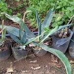 Agave palmeri Ліст