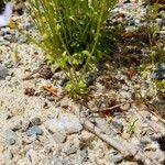 Houstonia caerulea Leaf