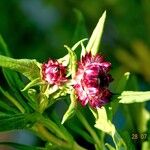 Xerochrysum bracteatum Natur