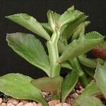 Euphorbia rhizophora Feuille