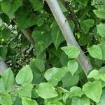 Smilax rotundifolia Leaf