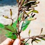 Cinchona pubescens Blad