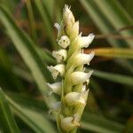 Spiranthes romanzoffiana Λουλούδι