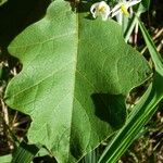 Solanum robustum Lapas