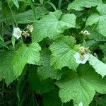 Rubus parviflorus Blodyn