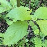 Cornus rugosa Foglia