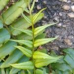 Pteris vittata Leaf