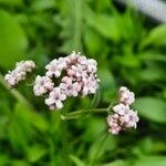 Valeriana dioicaКвітка