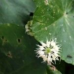 Hydrocotyle leucocephala Flower