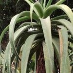 Aloe excelsa Лист