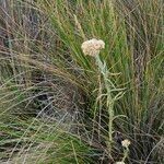 Pseudognaphalium gaudichaudianum Flower