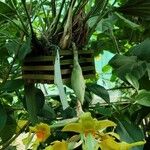 Stanhopea graveolens Агульны выгляд