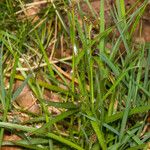 Luzula multiflora Leaf