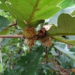 Quercus dentata Fruit