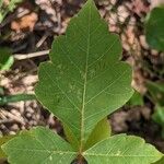 Rhus aromatica Hoja