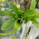 Catopsis sessiliflora 葉