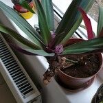 Tradescantia spathacea ഇല
