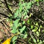 Cytisus arboreus Hoja