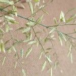 Eragrostis minor Cvet