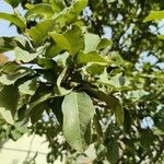 Quercus polymorpha Leaf