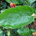 Passiflora miniata Leaf