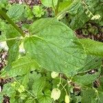 Silene stellata Leaf