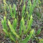 Baccharis trimera Лист