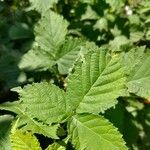 Rubus idaeusLeaf