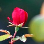 Rosa cinnamomea Blomst