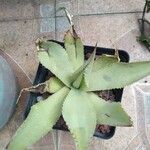 Agave asperrima Leaf