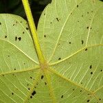 Christiana africana Hoja