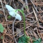 Moneses uniflora Flower