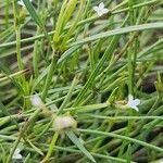 Oldenlandia lancifolia Kvet