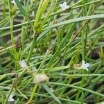 Oldenlandia lancifolia Квітка