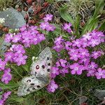 Dianthus pungens Hábito