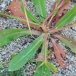 Leontodon tuberosus Hoja