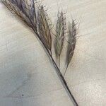 Bromus lanceolatus 花