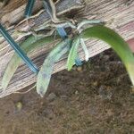Aerangis calantha Leaf