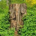 Ulmus laevis പുറംതൊലി