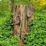 Ulmus laevis Bark