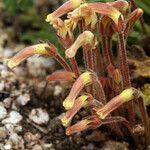 Orobanche fasciculata Hábito