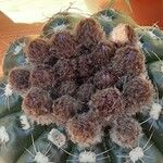 Gymnocalycium baldianum Flower