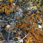 Nothofagus macrocarpa Bark