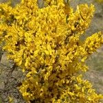 Cytisus galianoi Flower