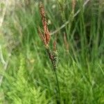Carex stricta Froito
