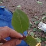 Catha edulis Φύλλο