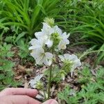 Polemonium foliosissimum Fiore