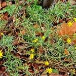 Senecio inaequidens Ліст