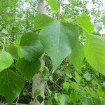 Populus × generosa Leaf