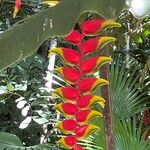 Heliconia rostrata Květ